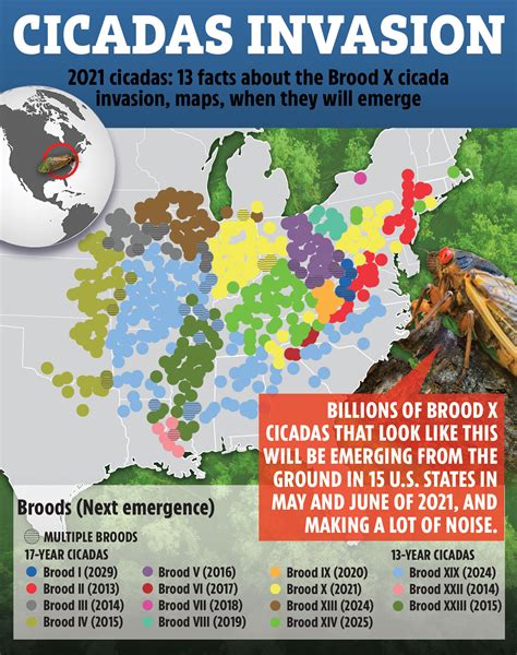 cicada map 2024